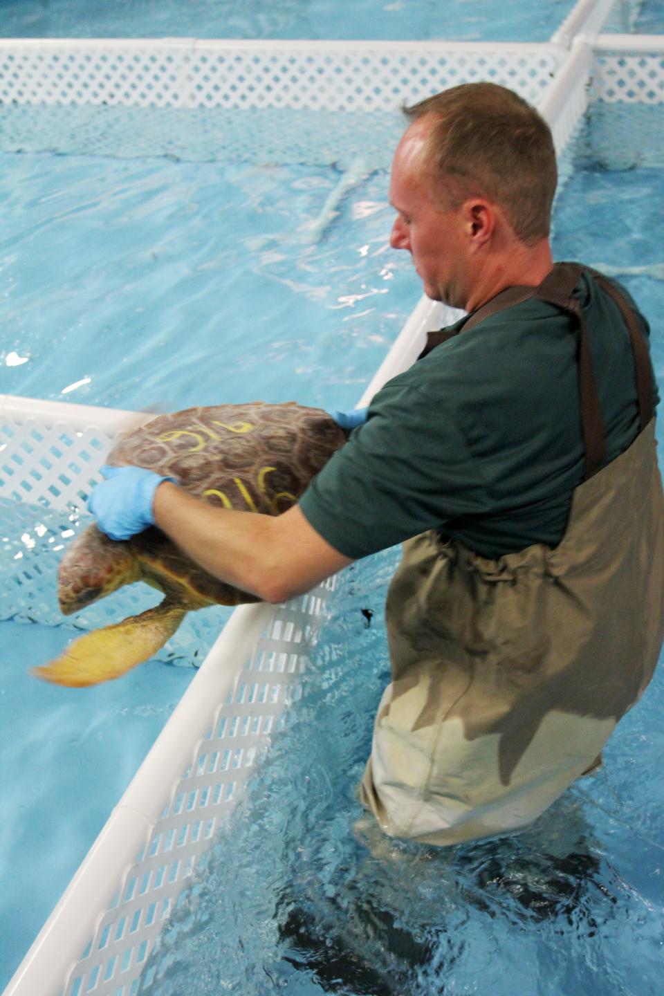 Ben Houghton, curator of life sciences, carries a loggerhead turtle into a Sea Turtle Center pool at Wonders of Wildlife National Museum and Aquarium. Ten cold-stunned loggerhead turtles were flown to Springfield Jan. 2.