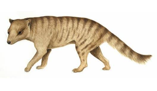 <i>Nimbacinus dicksoni</i>, a thalycine-like marsupial from the mid-Miocene.