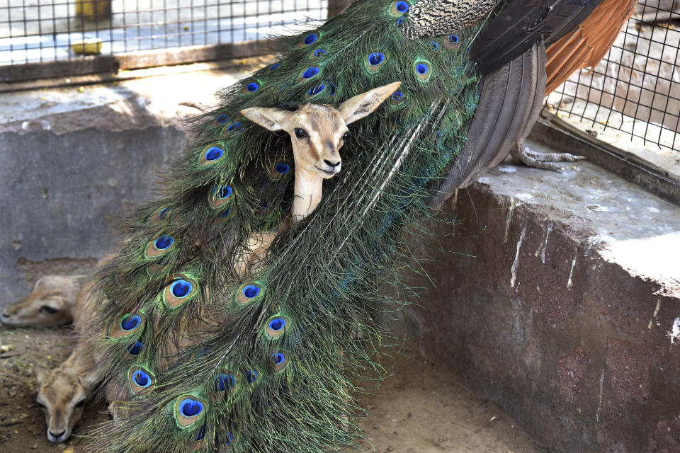 Una chinkara, o gacela de India, se cobija entre las plumas de un pavo real en un centro de rescate de animales en un día de mucho calor, en Bikaner, Rajastán, India, el 23 de mayo de 2024. (AP Foto/Dinesh Gupta)