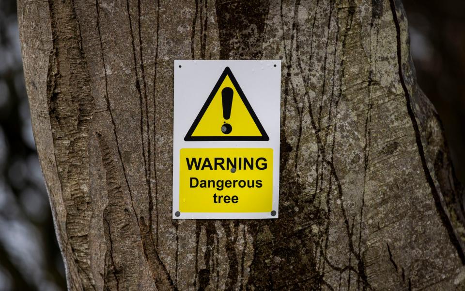 A warning sign on a beech tree at the Dark Hedges as work begins felling six of the 86 trees