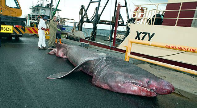 A massive two-tonne shark has been caught off the west coast of Victoria. Photo: Museum Victoria