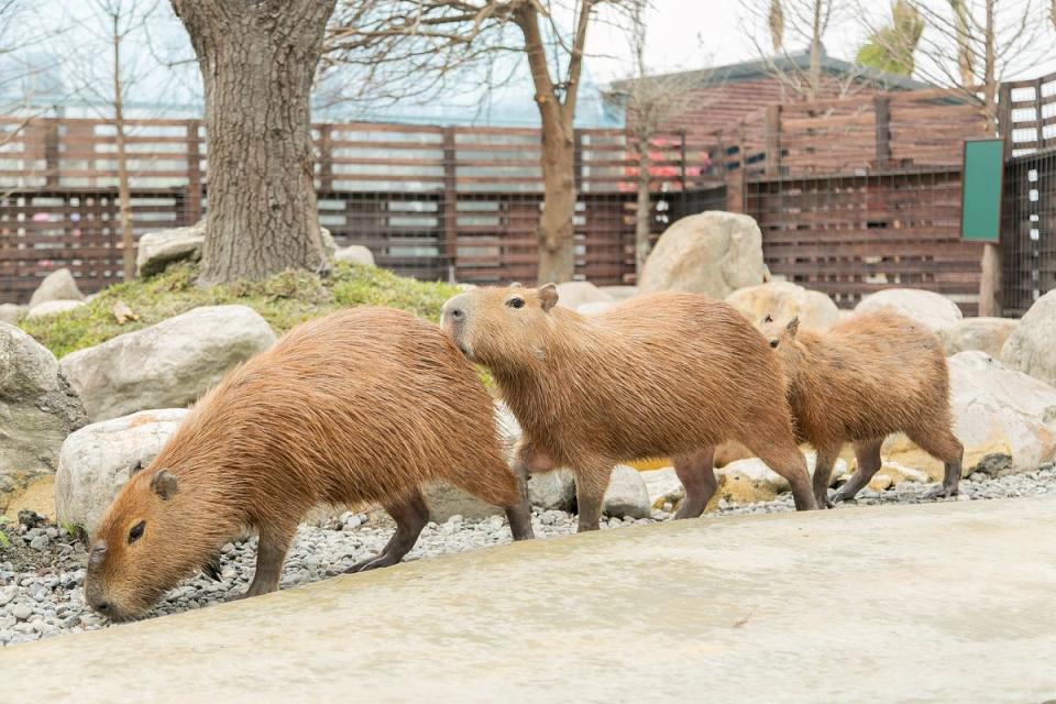 目前試營運期間開放的園區有戶外展區、生態教育溫室 Photo via : @yilan_animal_kingdom