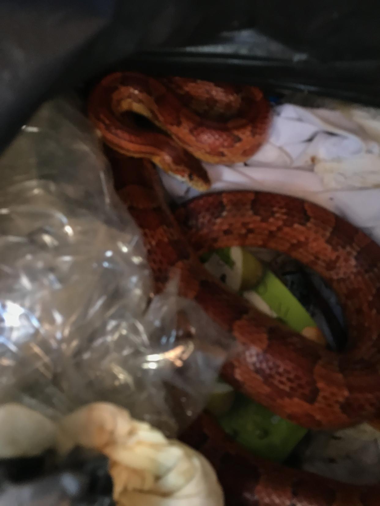On July 7 a corn snake was found in a wheelie bin in Stoke-on-Trent (RSPCA/ PA)