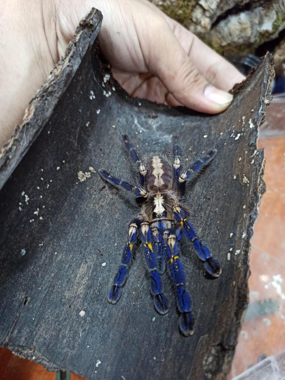 14) Gooty Sapphire Tarantula