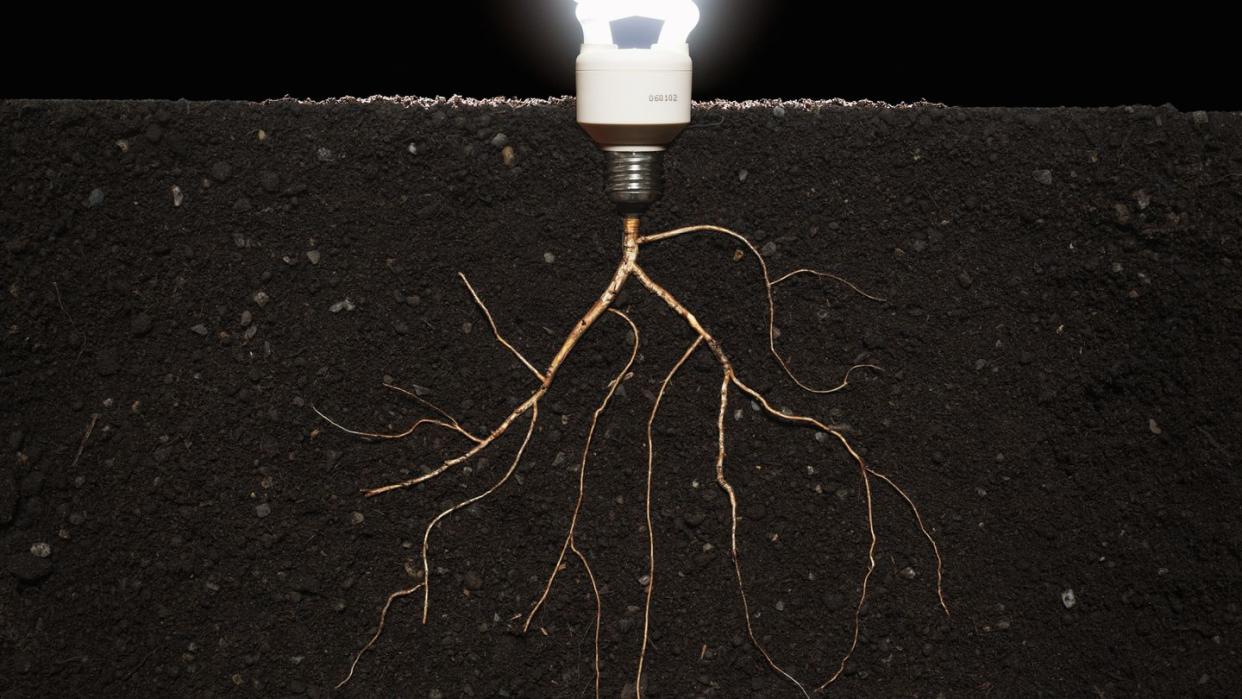 energy efficient lightbulb growing from plant roots in soil, close up