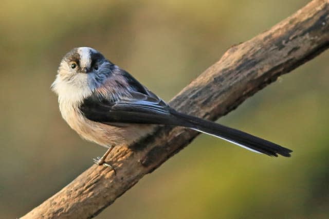 Warm winter sees smaller birds survive longer