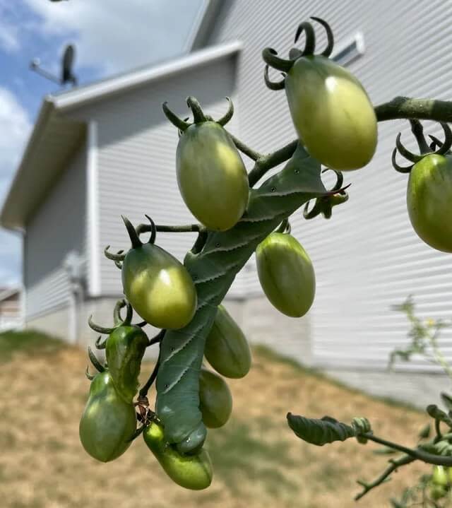 Hornworms on tomato plants.