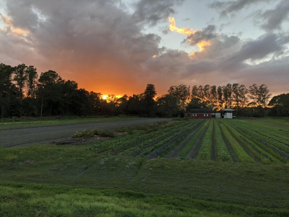 A sunset photo of Blumenberry Farms, a 10-acre farm north of Fruitville Road and east of Interstate 75 in Sarasota. The former blueberry farm produces 80 different kinds of organic fruits and vegetables.
