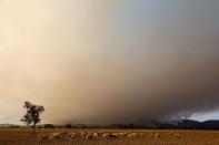 FILE PHOTO: Sheep graze as a wildfire rages on during the second heatwave of the year in the vicinity of Guadapero