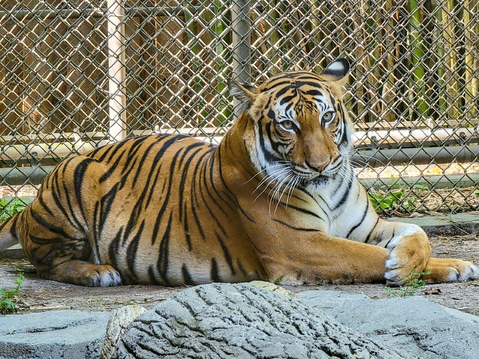 Cinta, a critically endangered female Malayan tiger, is pictured in the late stage of pregnancy. She gave birth to three cubs Nov. 5 at the Jacksonville Zoo and Gardens.