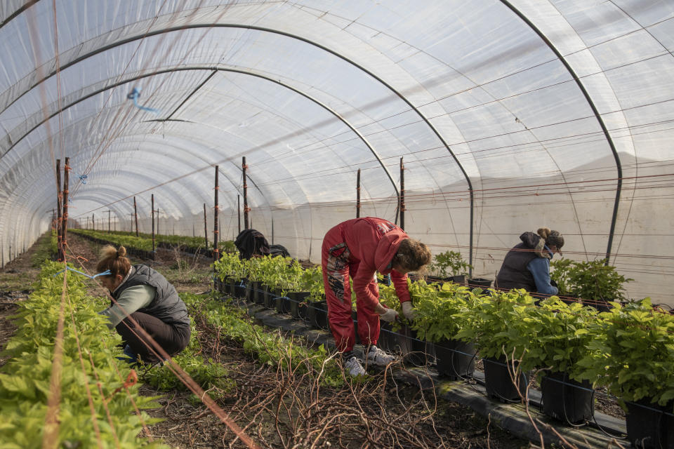 ROCHESTER, KENT - MARCH 31: Seasonal workers tend to raspberries inside a Polytunnel ahead of the fruit picking season at a farm on March 31, 2020 in Rochester, Kent. Concerns over the short supply of seasonal workers are growing with an estimated 90,000 positions needed to be filled. The charity 'Concordia' has warned the government that unless people can be brought in to pick fruit and vegetables, much of that produce will simply rot away. Many of the eastern European countries that usually supply the demand for workers, such as Bulgaria, are currently on lockdown due to the Coronavirus (COVID-19) pandemic, which has spread to many countries across the world, claiming over 30,000 lives and infecting hundreds of thousands more. (Photo by Dan Kitwood/Getty Images)