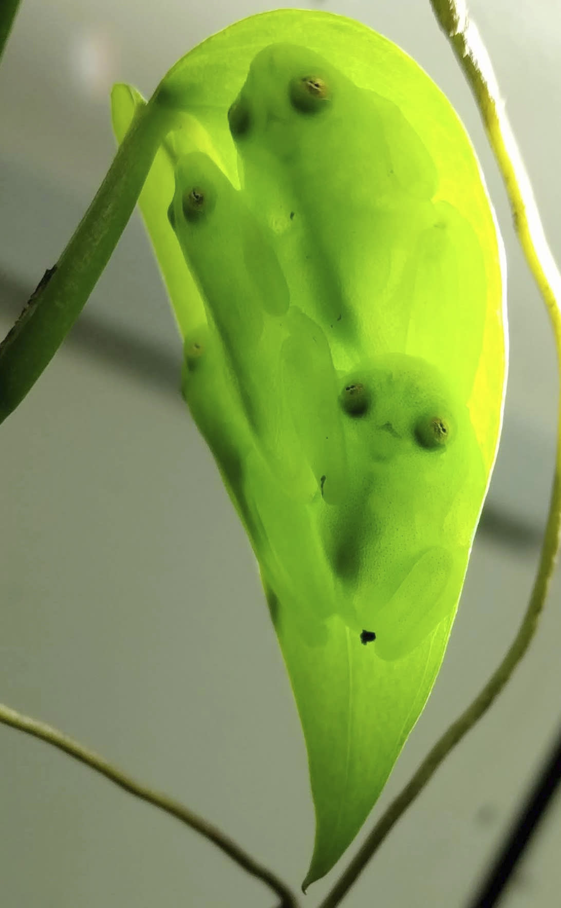 This photo provided by researchers in December 2022 shows a group of glass frogs sleeping together upside down on a leaf, showing their leaf camouflage in transmitted (downwelling) light. Some frogs found in South and Central America have the rare ability to turn on and off their nearly transparent appearance, researchers report Thursday, Dec. 22, 2022, in the journal Science. (Jesse Delia/AMNH via AP)