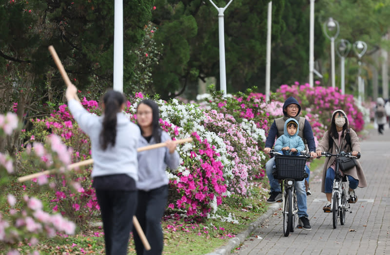 台大杜鵑花節展開 2024台大杜鵑花節3月展開，9日校園內杜鵑花盛開， 學子與民眾悠遊花間，享受愜意、幸福時光。 中央社記者王飛華攝  113年3月9日 