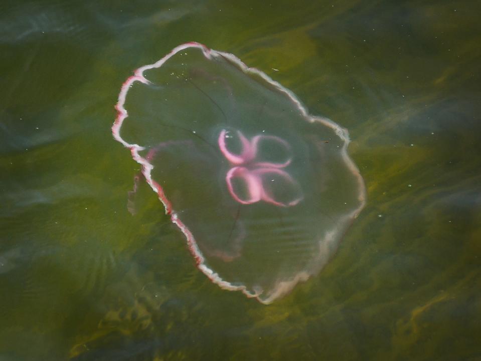 An Aurelia Aurita, commonly known as the moon jellyfish, moves past the floating dock at Freddie Patrick Park Boat ramps at Port Canaveral. The jellyfish have been abundant in the waters off Cocoa Beach in recent days, as have been jellyfish larvae known as "sea lice."
(Credit: MALCOLM DENEMARK/FLORIDA TODAY)