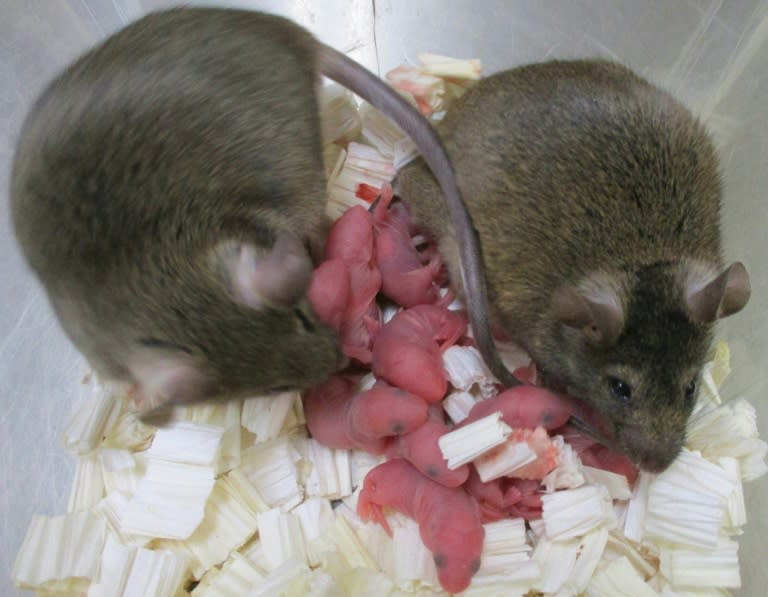 Japanese scientists develop freeze-dried mouse sperm postcards