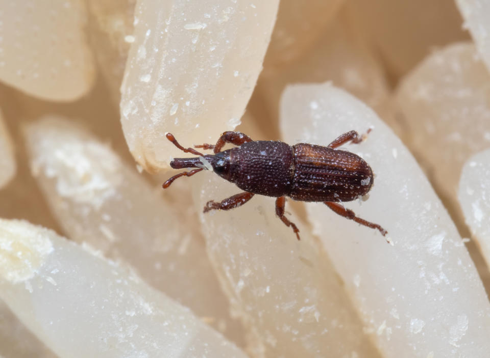 Le charançon du blé mesure entre 2 et 4 mm (crédit : getty image)