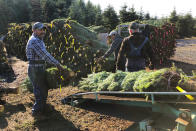 In this Dec. 5, 2019 photo, workers — most of them from Mexico — load Christmas trees onto a truck at Hupp Farms in Silverton, Ore. On Wednesday, Dec. 11, 2019, the U.S. House passed a bill that would loosen restrictions on hiring foreign agricultural workers and create a path to citizenship for more than 1 million farm workers estimated to be in the country illegally. The bill's fate in the Senate is unclear, and the White House hasn't said if President Donald Trump would sign it. But the 260-165 vote was a rare stroke of bipartisanship on immigration. (AP Photo/Andrew Selsky)