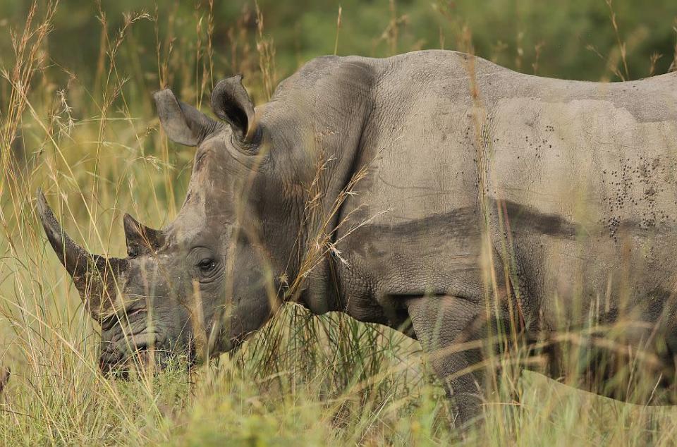 A hook-lipped rhinoceros, one of Africa's most threatened herbivores due to the illegal trade in rhino horn, is pictured in Kruger National Park in Skukuza, South Africa.