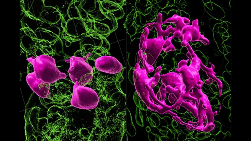 We see two images; on the left, we see green circles with pink circles in the middle; on the right, we see an activated pink circle that has changed shape into a net-like ball.