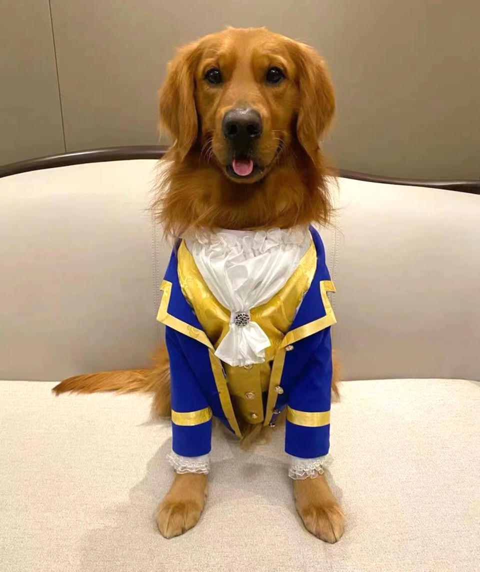 <p>This canine Beast costume is a beauty! </p> <p><strong>Buy it! </strong>The Beauty And The Beast Dog Costume, $89.99; <a href="https://www.awin1.com/cread.php?awinmid=6220&awinaffid=272513&clickref=PEO25HalloweenCostumesforDogsthatWillHaveTrickorTreatersHowlingwithJoykbender1271PetGal12909733202109I&p=https%3A%2F%2Fwww.etsy.com%2Flisting%2F1020420411%2Fdog-cat-pet-costume-for-the-beauty-and" rel="sponsored noopener" target="_blank" data-ylk="slk:Etsy.com;elm:context_link;itc:0;sec:content-canvas" class="link ">Etsy.com</a></p>