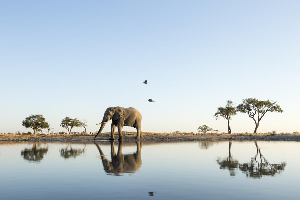 Ein Elefant in einem afrikanischen Nationalpark. So nah kommen die Touristen den Tieren selten. (Bild: Getty Images)