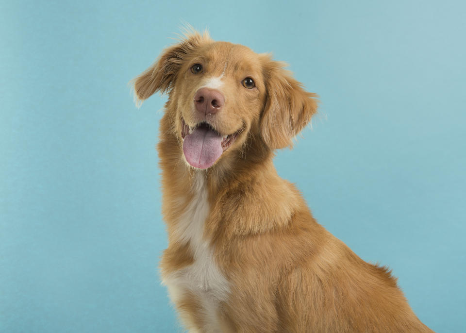 Is Chase an Irish Setter? Or something else? (Photo: Getty)