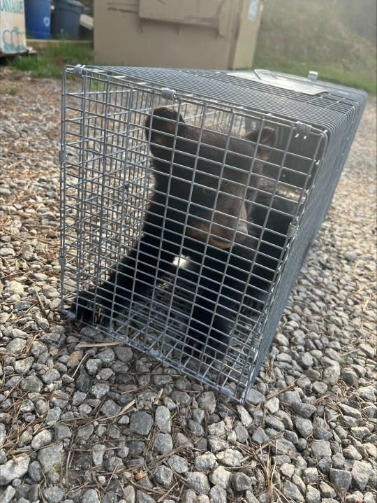 Bear cub in cage for transport to the Appalachian Wildlife Refuge in Candler, NC after it was found in retention pond (Credit: NCWRC Staff)