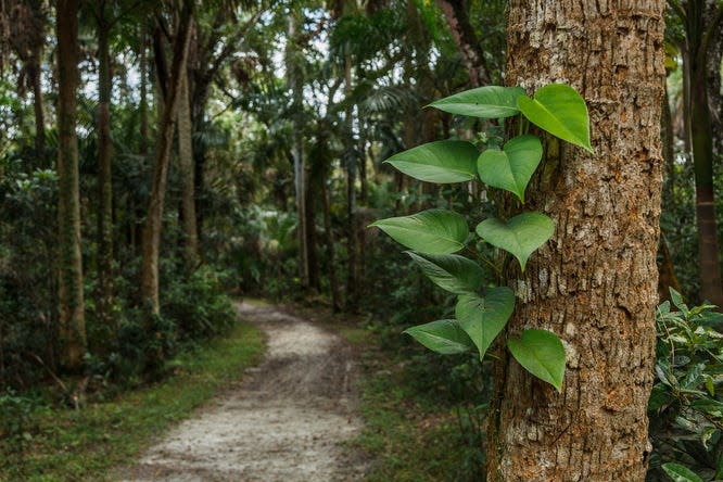 A path at Riverbend Park in Jupiter, Fla., on Tuesday, October 20, 2021. No motorized vehicles are allowed on the paths.