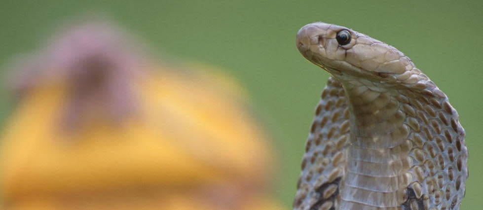 La morsure de cobra royal a provoqué chez Ian Jones de sévères symptômes, tels que l'aveuglement et la perte de l'usage des jambes (illustration).
