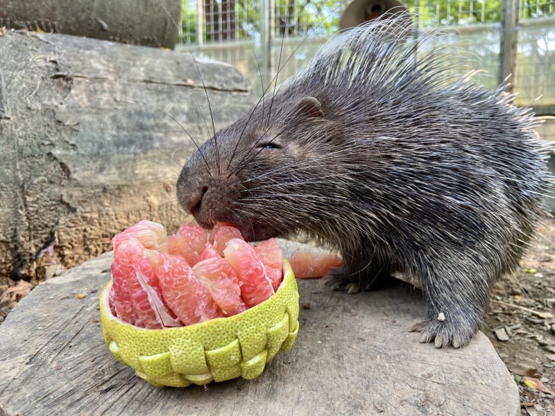 <cite>除了準備吳剛、嫦娥造型的柚子，壽山動物園也準備柚子製成的蝴蝶結柚籃給動物們。（圖／壽山動物園提供）</cite>