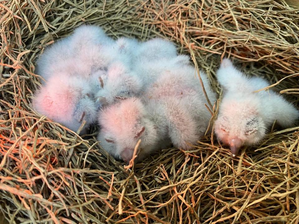 新北市新店一民眾鋸樹枝時造成領角鴞雛鳥及鳥巢一起掉落，動保處救援表示可將雛鳥及鳥巢一起放回樹上。　（新北動保處提供）