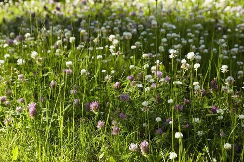 Flowers in grass