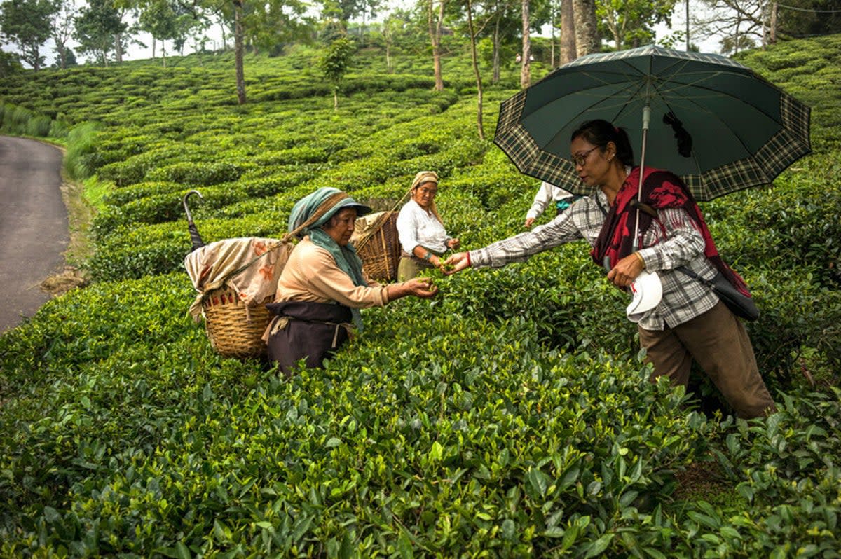 In agricultural industries, women make up a large part of the workforce, covering difficult terrains and vast acres of land, which makes access to toilet and hygiene facilities challenging (WaterAid / Anindito Mukherjee)