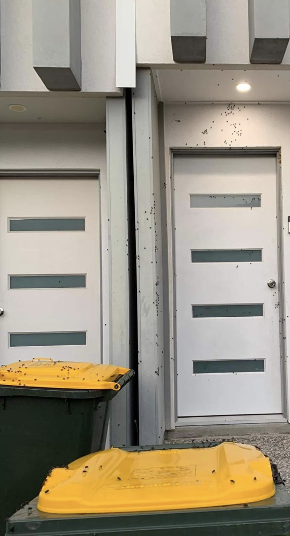 Door and bins with numerous insects gathered around them