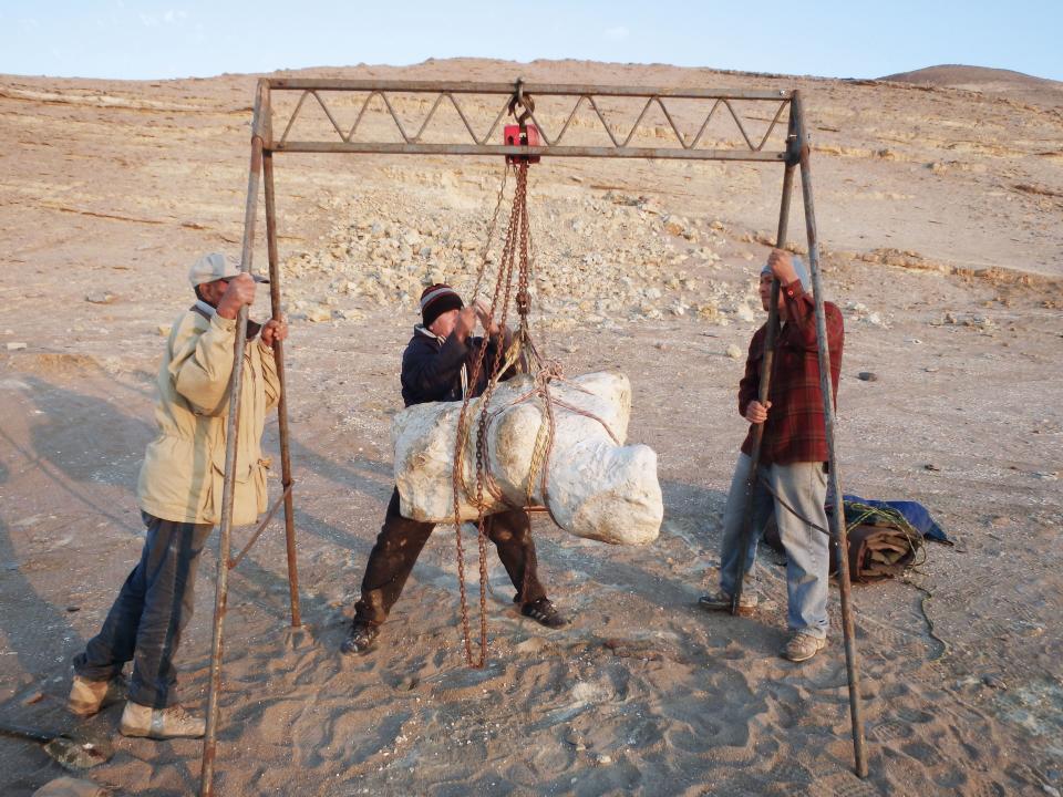 Perucetus colossus’ specimen hanging from ropes with three people around it in southern Peru