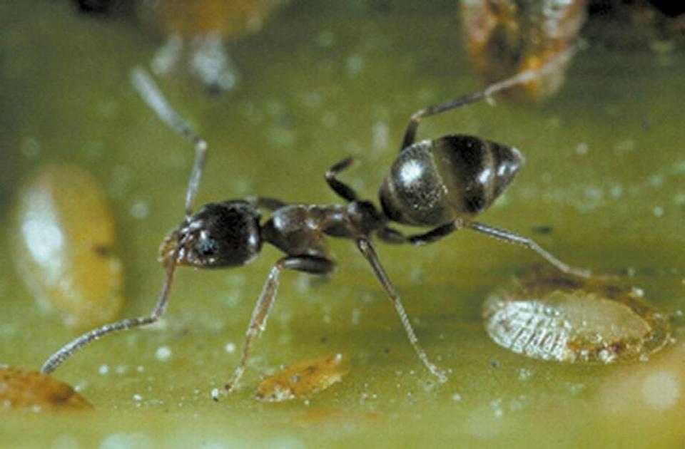 The Argentine ant feeds on honeydew excreted by insects such as these brown soft scales.