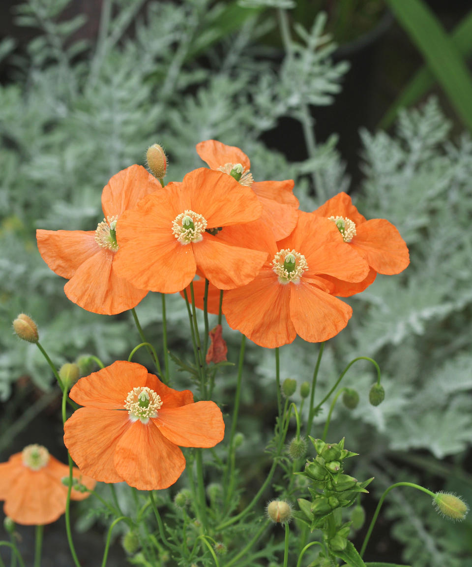 The delicate orange flowers of the Armenian poppy (Papaver triniifolium)