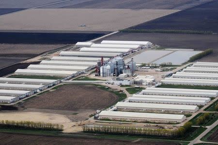 An egg-producing chicken farm run by Sunrise Farm is seen in this aerial photo in Harris, Iowa, April 23, 2015. REUTERS/Joe Ahlquist