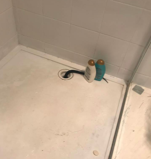 Queensland snake catcher warns of snakes in drains