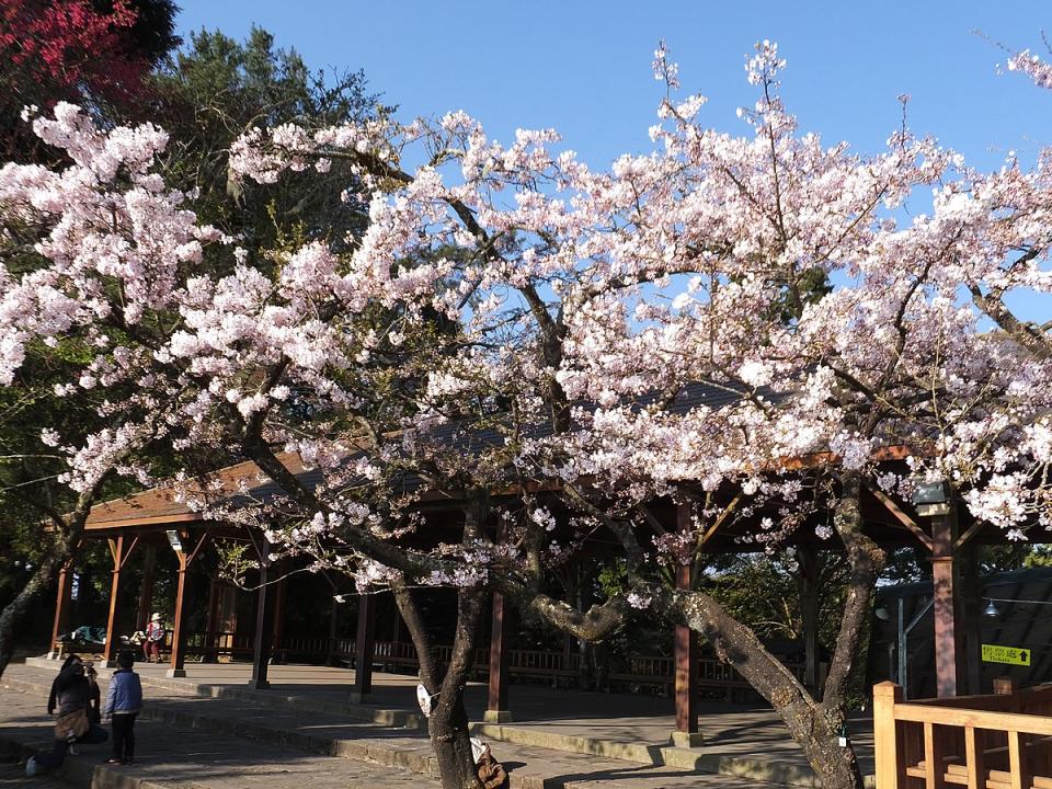 祝山觀日平台(Photo via Wikimedia, by lienyuan lee, License: CC BY 3.0，圖片來源：https://commons.wikimedia.org/wiki/File:%E7%A5%9D%E5%B1%B1%E8%A7%80%E6%97%A5%E5%B9%B3%E5%8F%B0_Zhushan_Sunrise_Platform_-_panoramio_(2).jpg)