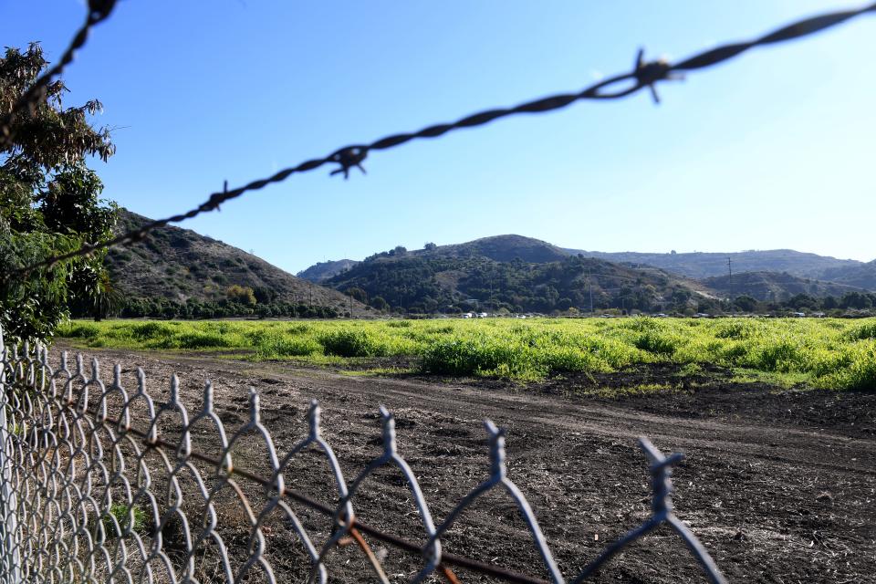 Grass covers a field along North Ventura Avenue on Dec. 12 where a farmworker housing development is being proposed. Several neighbors oppose the project, which is planned on property that had been a citrus orchard for decades.