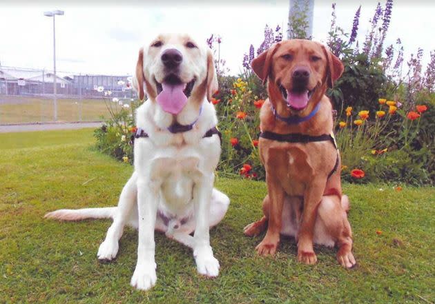 Elliot, left, and Evan, two of the dogs living and being trained at the Washington Correctional Complex. (Photo: Courtesy of Chris Blackwell)