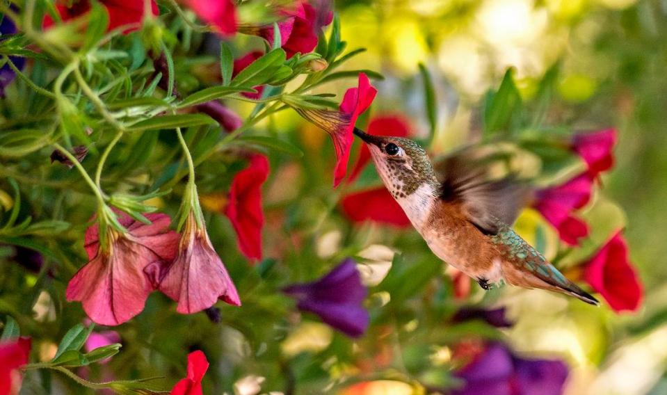 Ruby-throated hummingbirds can be found in Illinois and Missouri in the spring.