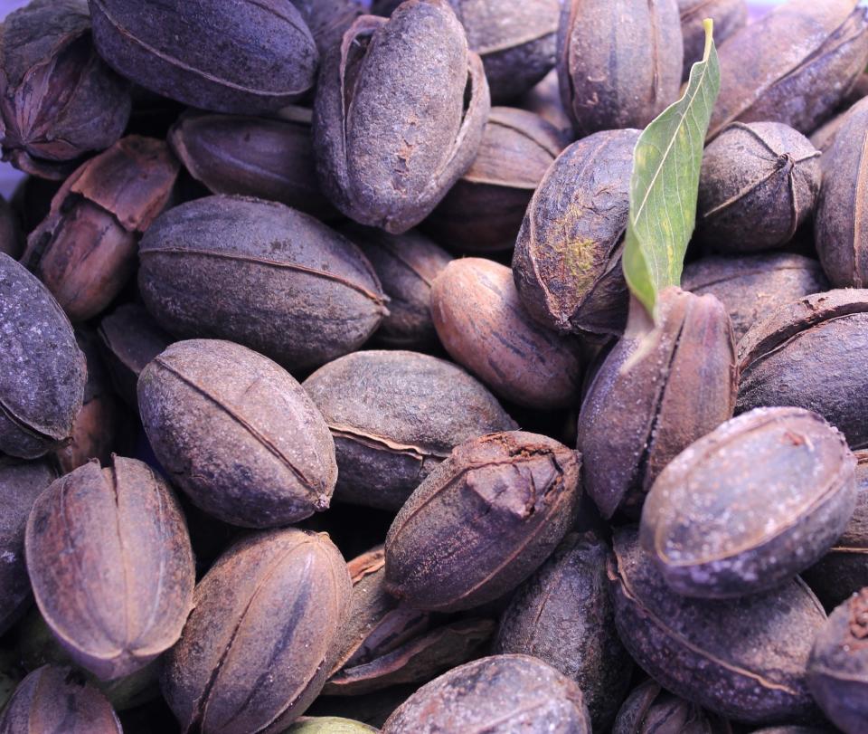 Pecans harvested at Richard Bland College of William & Mary in Prince George.