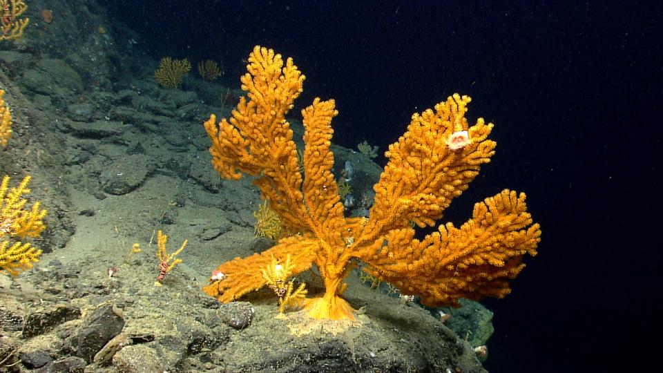 <p>An orange coral fan hosting tiny yellow anemones grows on a steep rock wall edge approximately 2,700 feet deep in Nygren Canyon. (Photo: NOAA Okeanos Explorer Program, 2013 Northeast U.S. Canyons Expedition Science Team) </p>