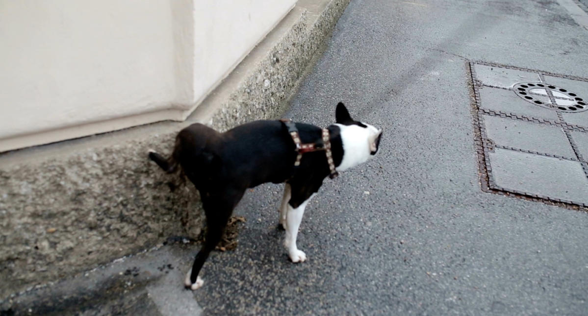 Museros reparte botellas a los propietarios de perros para que limpien los  orines de sus mascotas