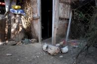 Las aves de corral que están destinadas a ser utilizadas en un ritual de sacrificio de la religión afrocubana de santería se mantienen en una jaula antes de una ceremonia en medio de las preocupaciones sobre la propagación de la enfermedad coronavirus (COVID-19) brote, en La Habana, Cuba