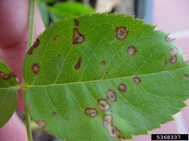 Photo: Paul Bachi, University of Kentucky Research and Education Center, Bugwood.org