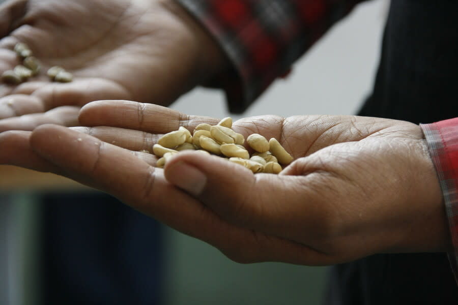 氣候變遷可能會改變全球種植咖啡的分佈狀況。(Photo DFID - UK De-partment for International Development on Flickr used under Creative Commons license)