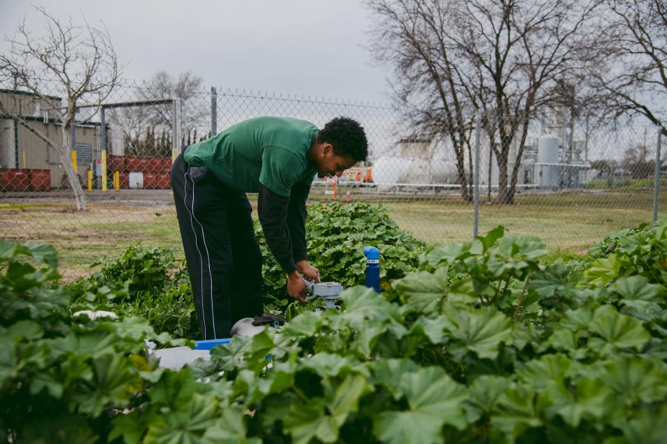 CollegeCorps member Malik Vega-Tatum activates a water well at the farmland plot he serves at in Woodland, Calif., on March 3, 2023. A senior at University of California, Davis, Vega-Tatum says he was drawn to the opportunity to learn about food sovereignty and self-sufficiency skills.